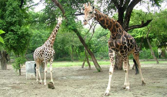 lucknow-zoo-giraffe-photo.jpg