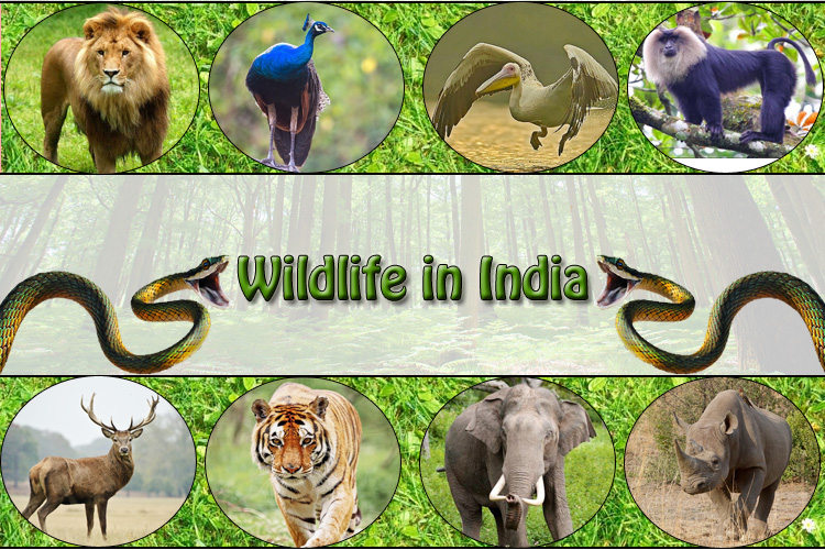 Wild Animals – Indian Encyclopedia